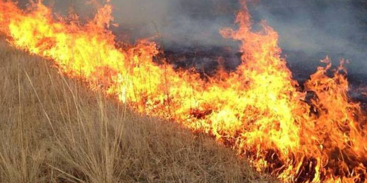 Архангай аймагт гарсан ойн хээрийн түймрийг унтраахаар ажиллаж байна
